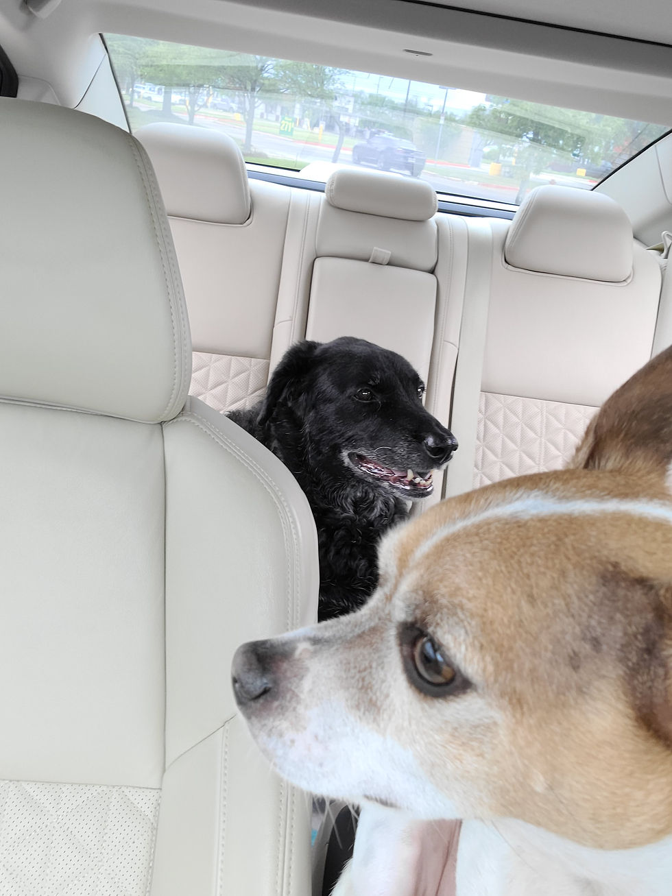 Two Dogs, Shadow (back) and Rascal (front), in a Car
