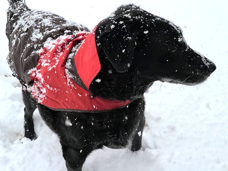 Senior Dog's Snow Day