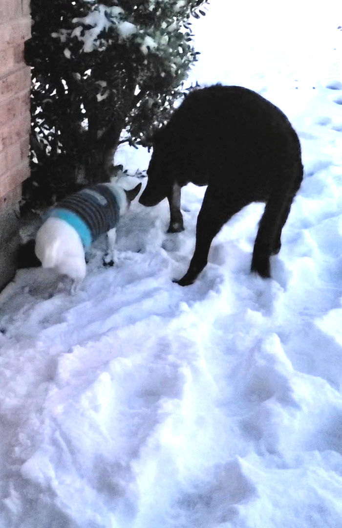 Rascal and Shadow in the Snowy Front Yard