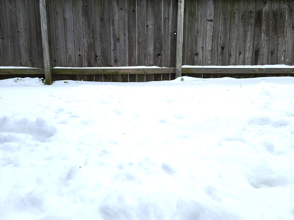 Snow Covered Back Yard