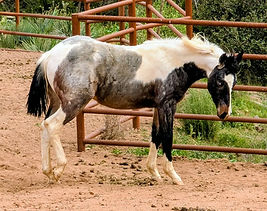 SHR Bet Hesa Rockstar Rocky