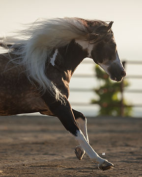 SHR QTs DiamondCutter LOOSE