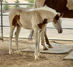 SHR MillionDolla Trash Violet