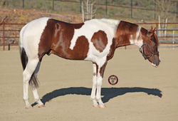 SHRLegendarySixtySix Legend