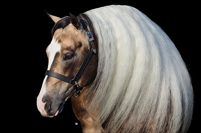 SHR QTs DiamondCutter Black BG