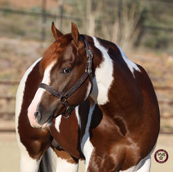 SHRLegendarySixtySix Legend