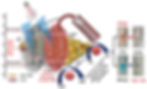 Schematic illustration of the mechanics of the photocatalytic process using ZnO/CNT/GO