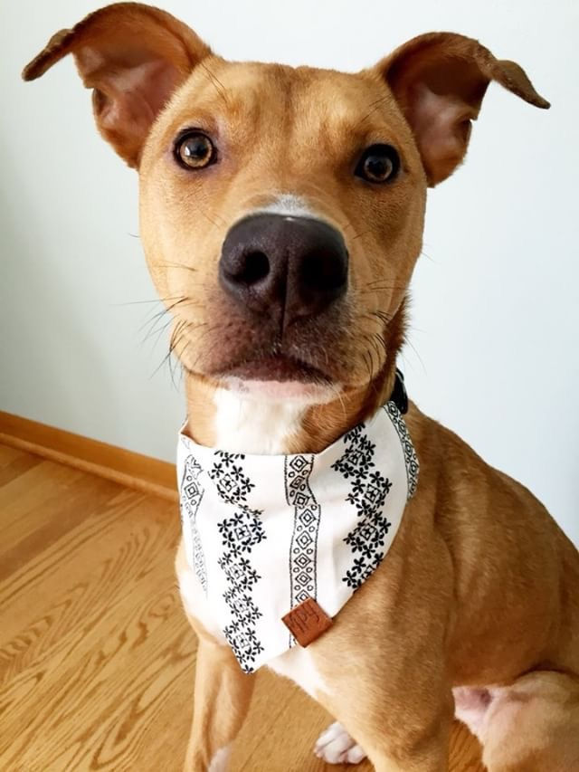 Thumbnail: ELEGANT IVORY BANDANA