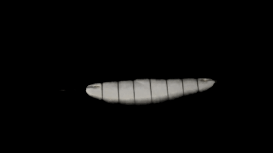CHROMAELENTA.gif