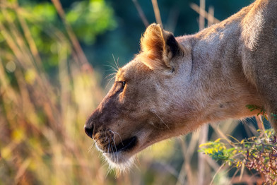 Cossyimages Lion (28).jpeg