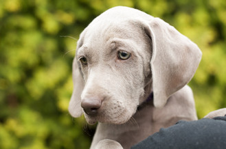 Cossyimages Puppy (12).jpeg