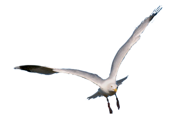 Seagull (84).png
