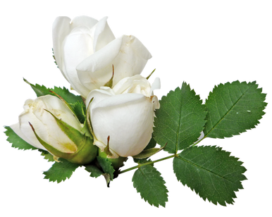 White rose, free pngs