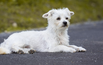 Cossyimages Puppy (15).jpeg