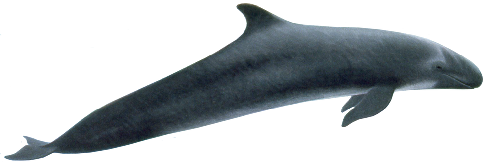 Whale free transparent cutouts