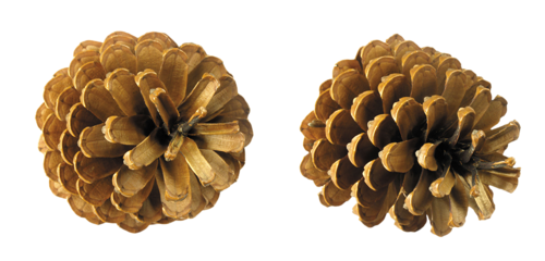 Pine-cone, free PNGs