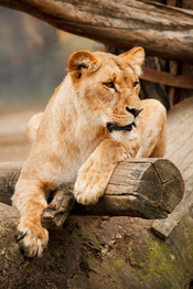 Cossyimages Lion (47).jpeg