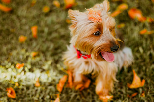 Cossyimages Puppy (48).jpeg
