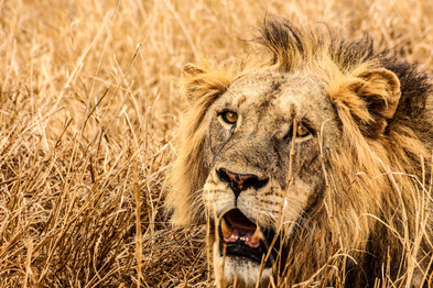 Cossyimages Lion (33).jpeg