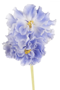 Violets PNG images