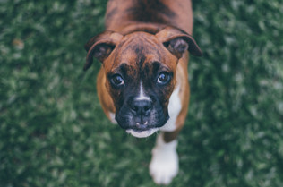 Cossyimages Puppy (25).jpeg