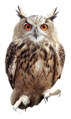 PNG images: Owl