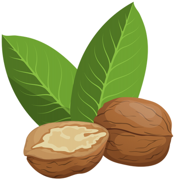 Walnut PNG