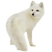 PNG images: Wolf