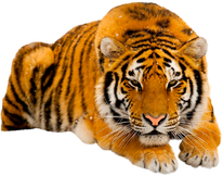 PNG images: Tiger