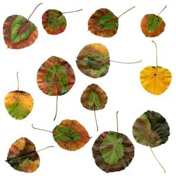 autumn-1726046_960_720.png