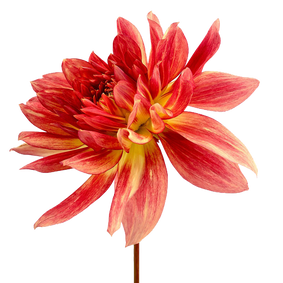 Dahlia (7).png