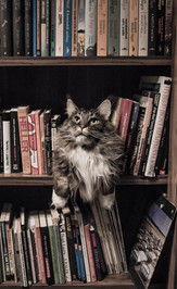 Cossyimages Kitten (85).jpeg