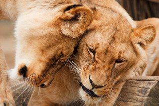 Cossyimages Lion (48).jpeg