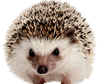 Hedgehog PNGs