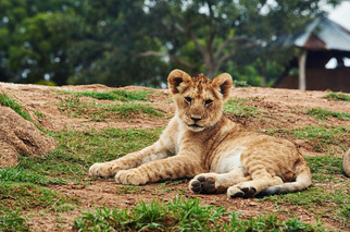 Cossyimages Lion (16).jpeg