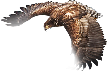 PNG images: Eagle