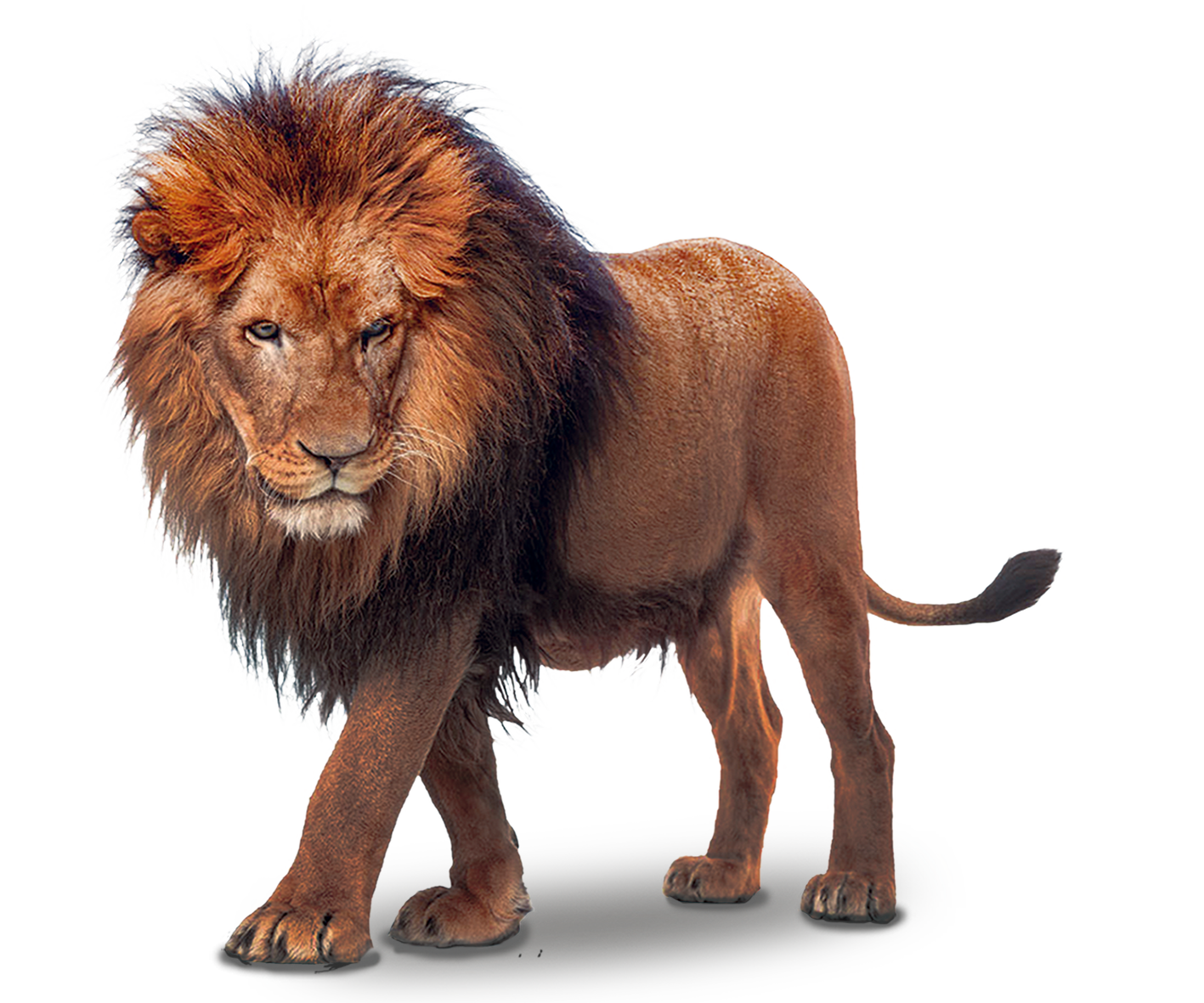 Lion PNG images