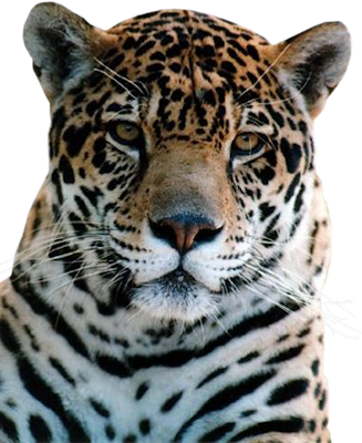 PNG images: Leopard