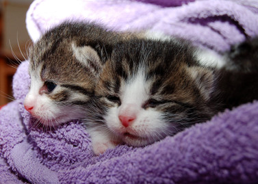 Cossyimages Kitten (20).jpeg