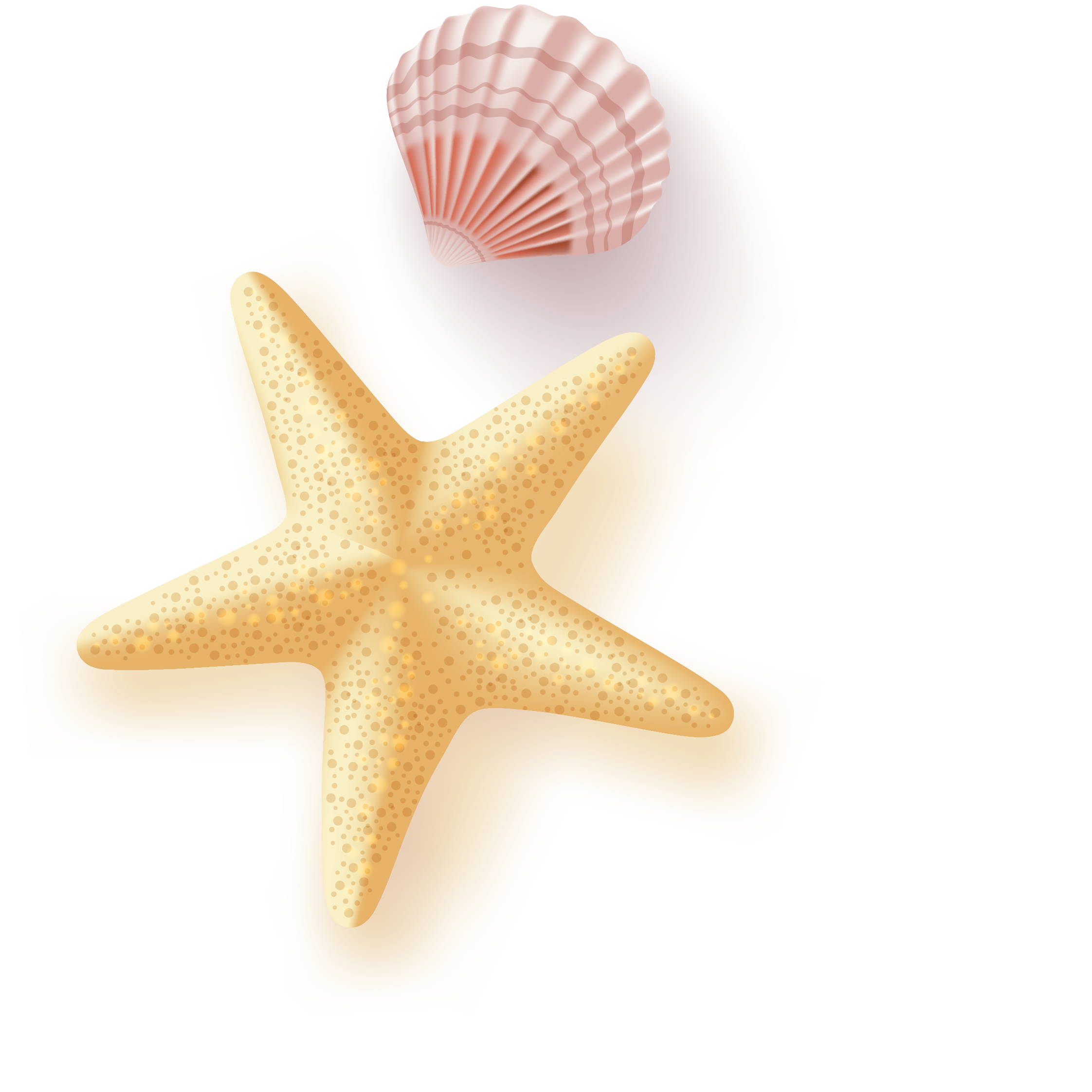 Starfish PNG images