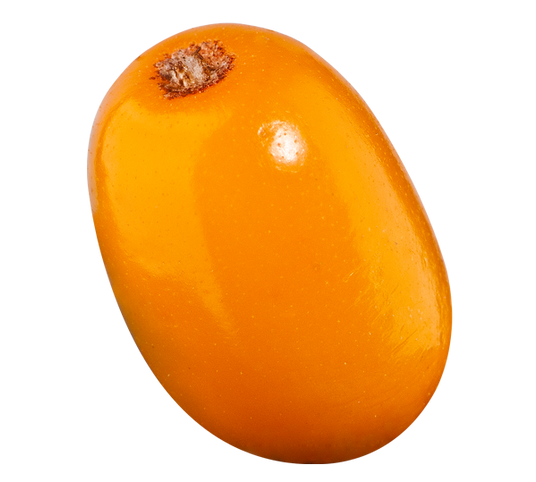Sea-buckthorn PNG images