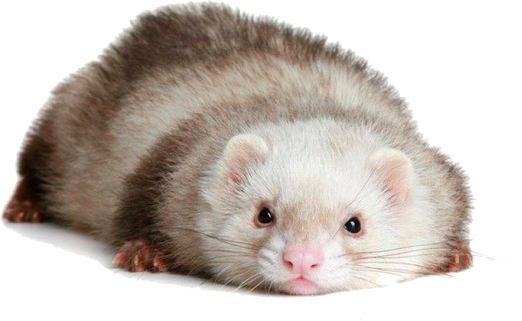 Free png ferret images.