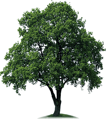 Tree PNG images