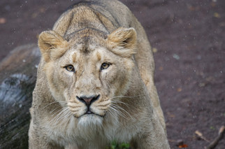 Cossyimages Lion (27).jpeg