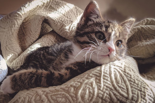 Cossyimages Kitten (62).jpeg