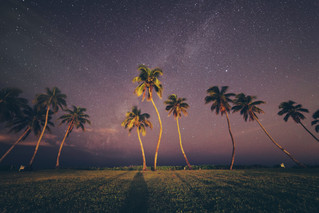 Tree - Cossyimages (19).jpg