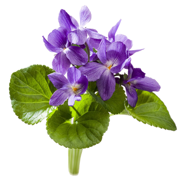 ff2e12801fbd54aa94b9d4eaa2868150.png