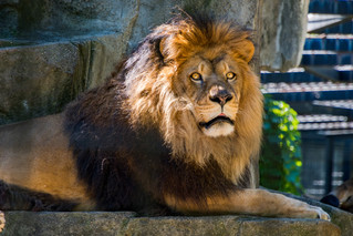 Cossyimages Lion (11).jpeg