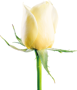 White rose, free pngs