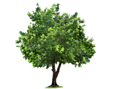 Tree PNG images
